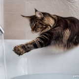 Чому мейн-кун любить воду більше за інших котів
