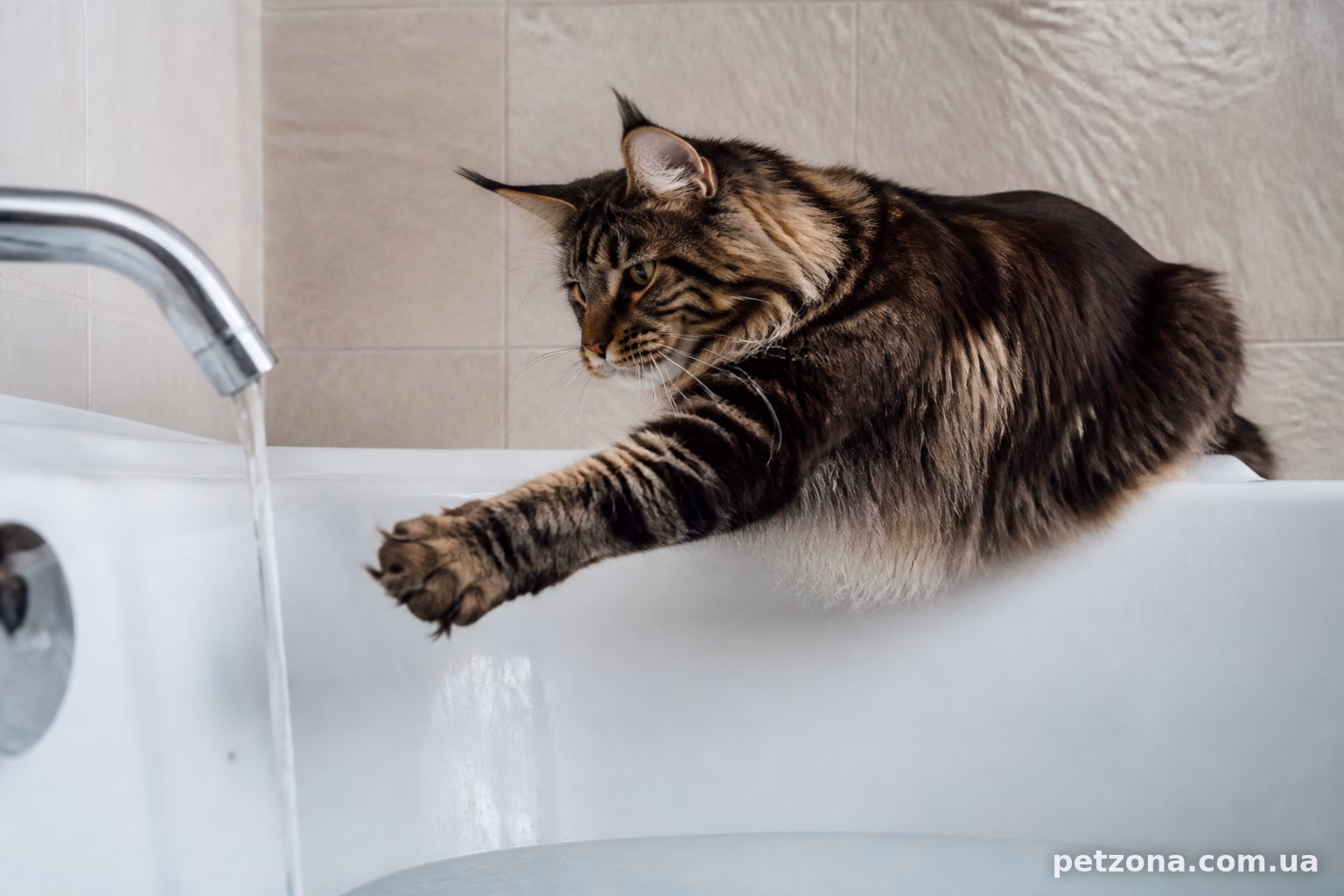 Чому мейн-кун любить воду більше за інших котів