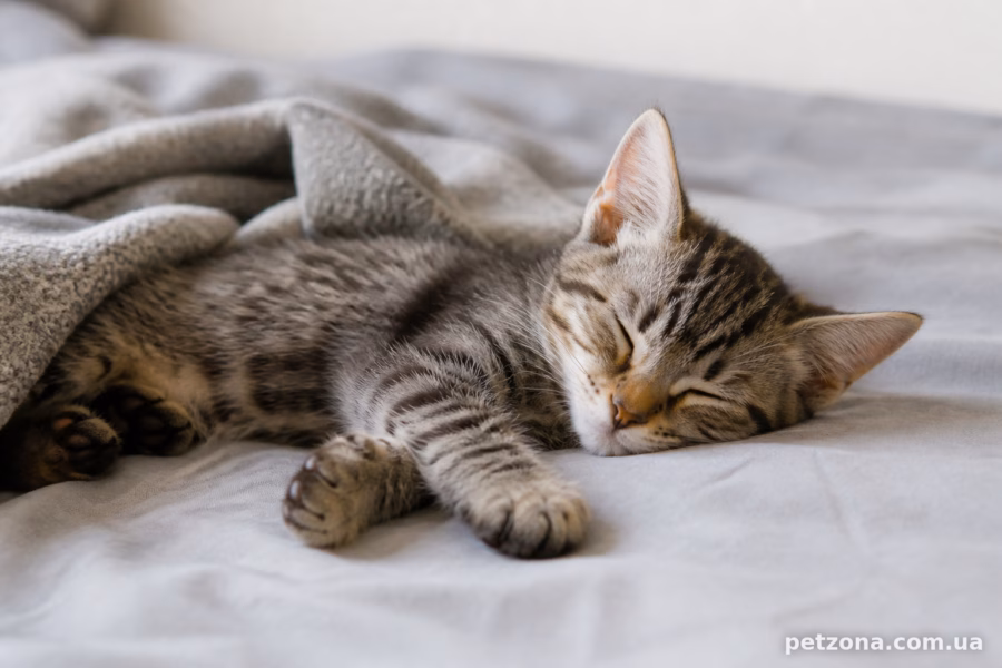 Де і як коти люблять спати