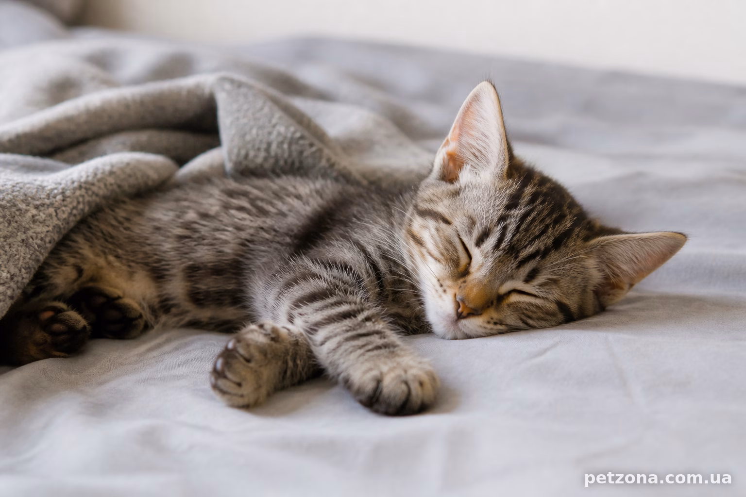 Де і як коти люблять спати