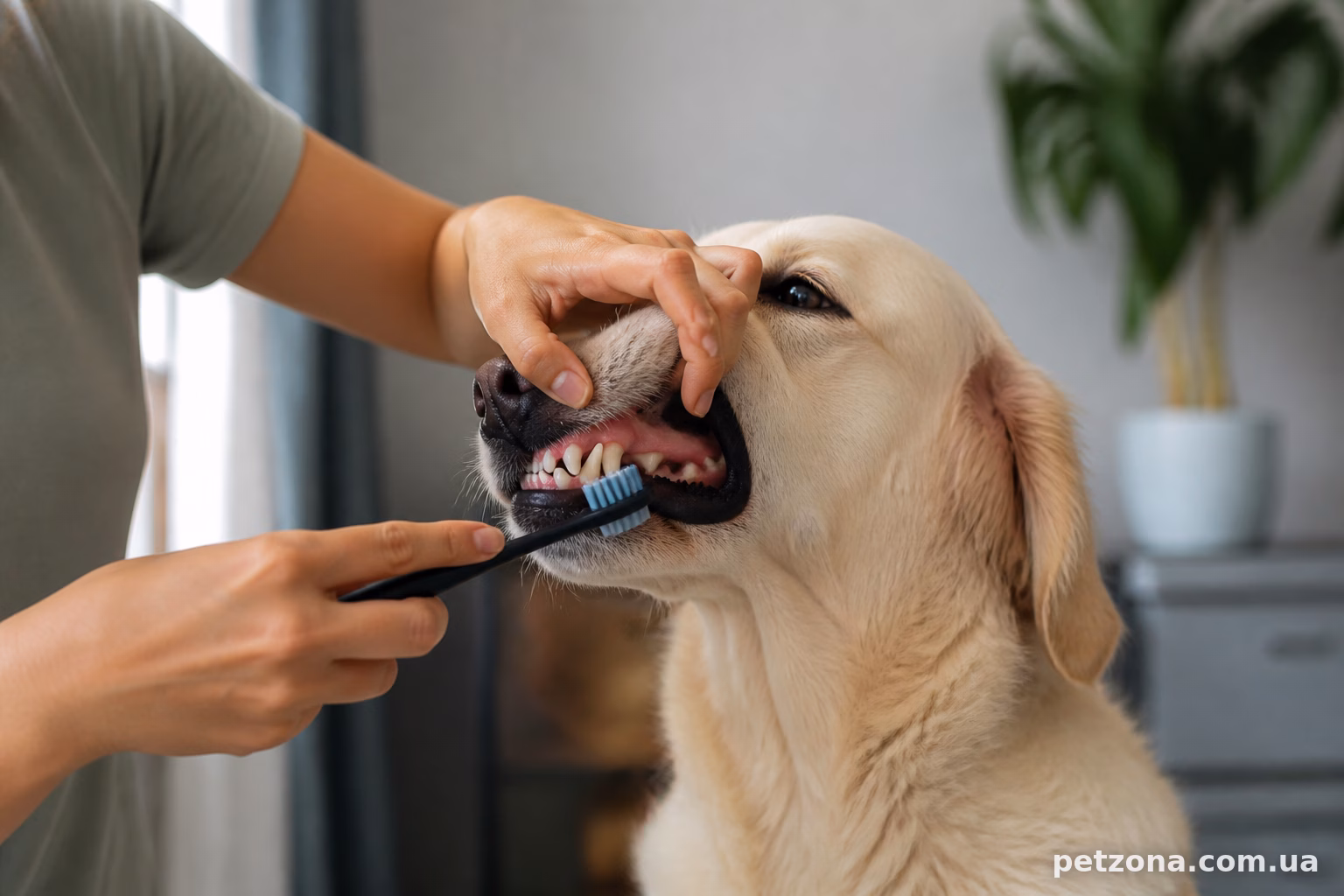 Догляд за зубами собаки: як почистити та коли потрібна чистка у ветеринара