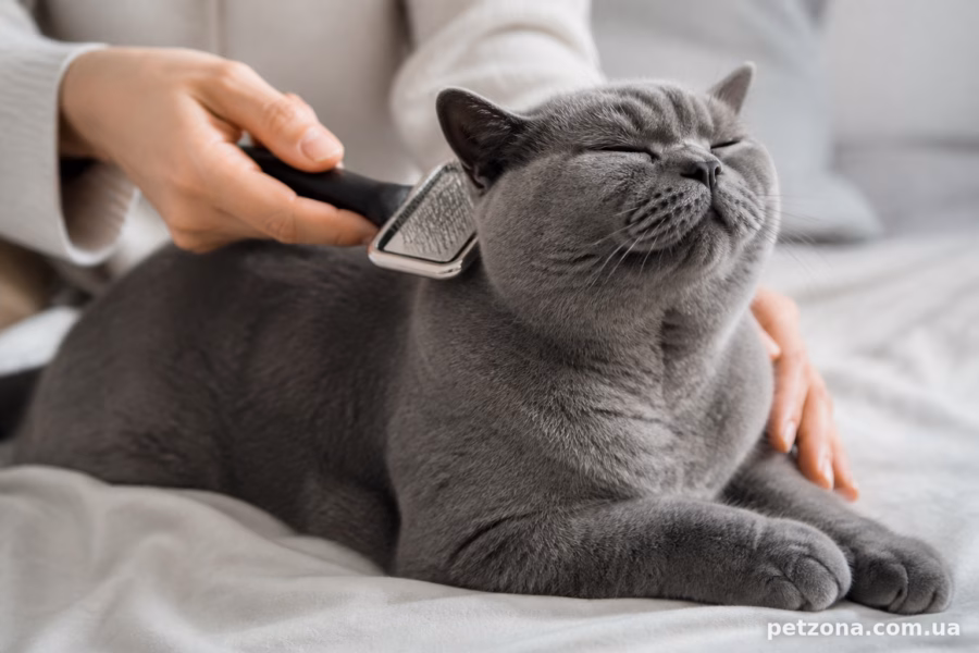 Як часто вичісувати кота