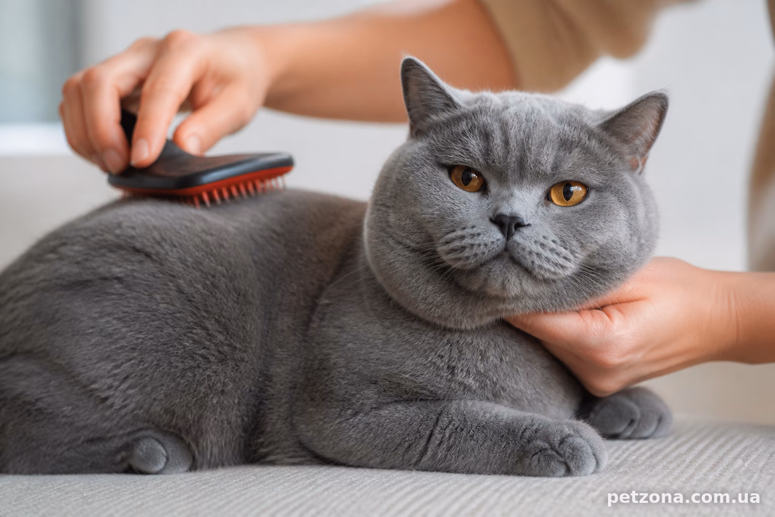 Як доглядати за шерстю британського короткошерстого кота