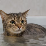 Породи котів, які люблять воду і не бояться купання