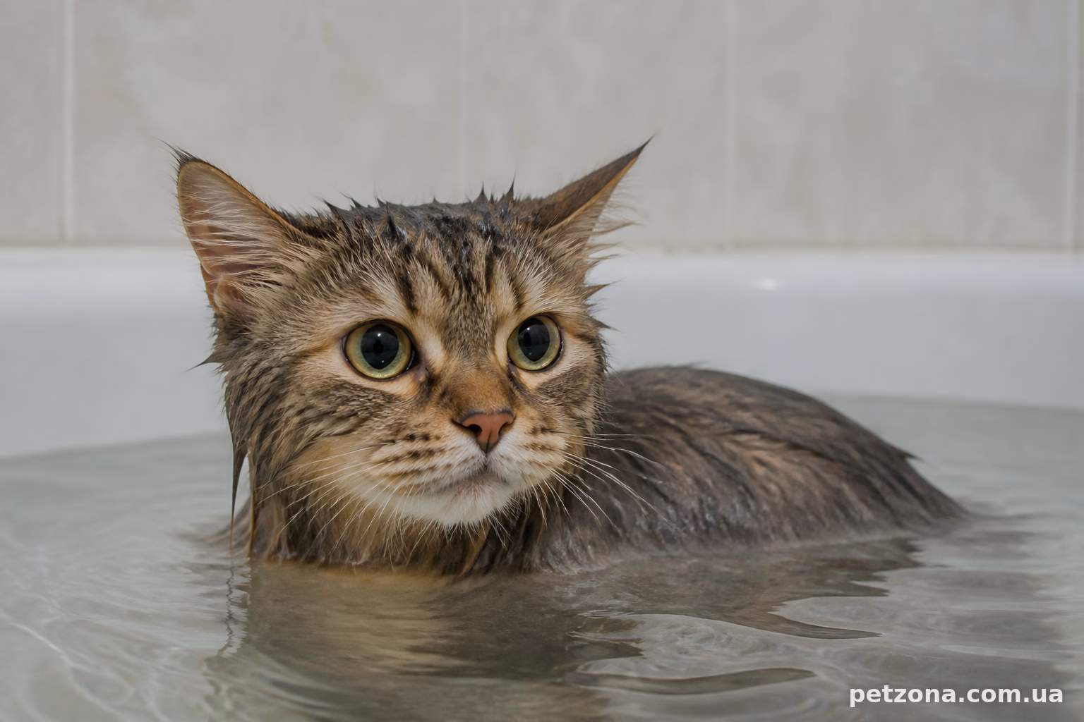 Породи котів, які люблять воду і не бояться купання