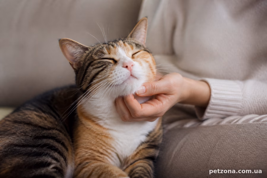 Що означає муркотіння в різних ситуаціях