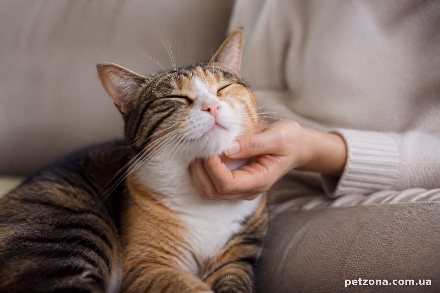 Що означає муркотіння в різних ситуаціях