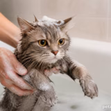 Як купати кота: покрокова інструкція для дорослого кота і кошеня